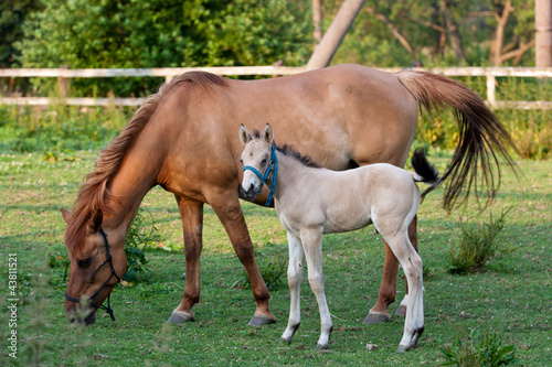 Mare and her foal