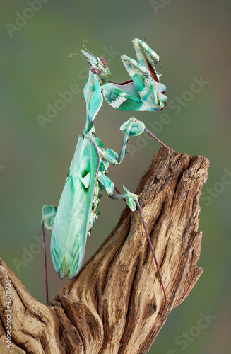 Mantis female photo