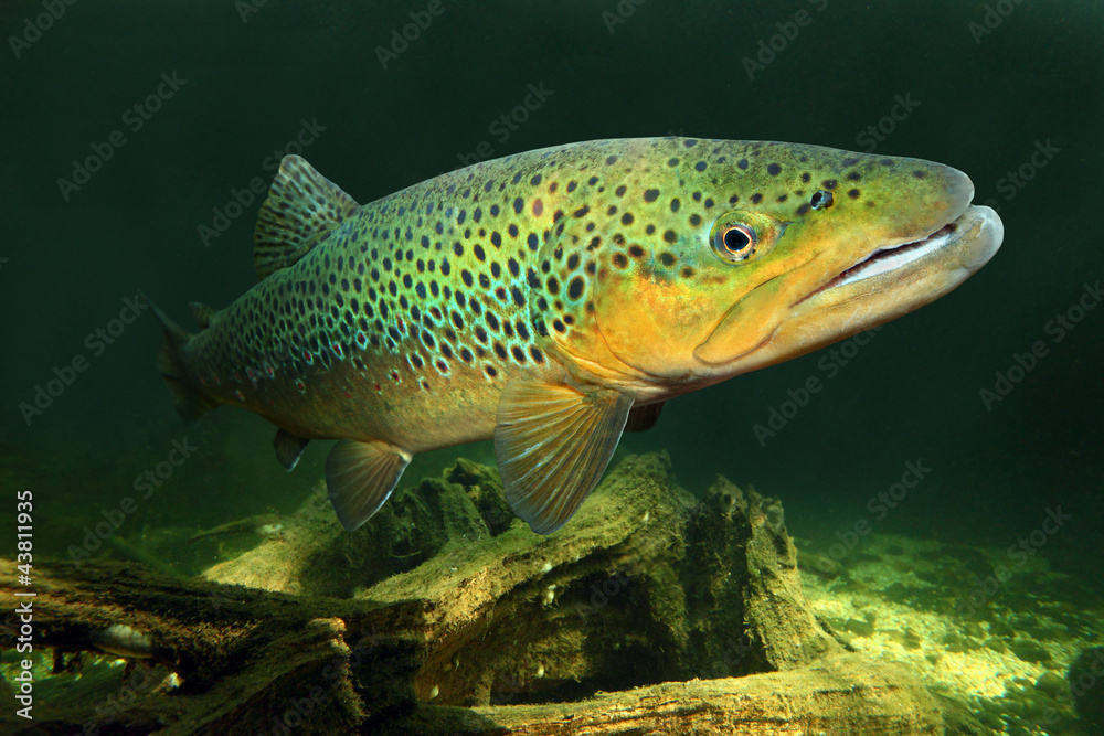 Underwater photo of The Brown Trout (Salmo Trutta). Underwater photo of The Brown Trout (Salmo Trutta).
