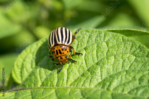 Dorifora delle patate (Leptinotarsa decemlineata) photo