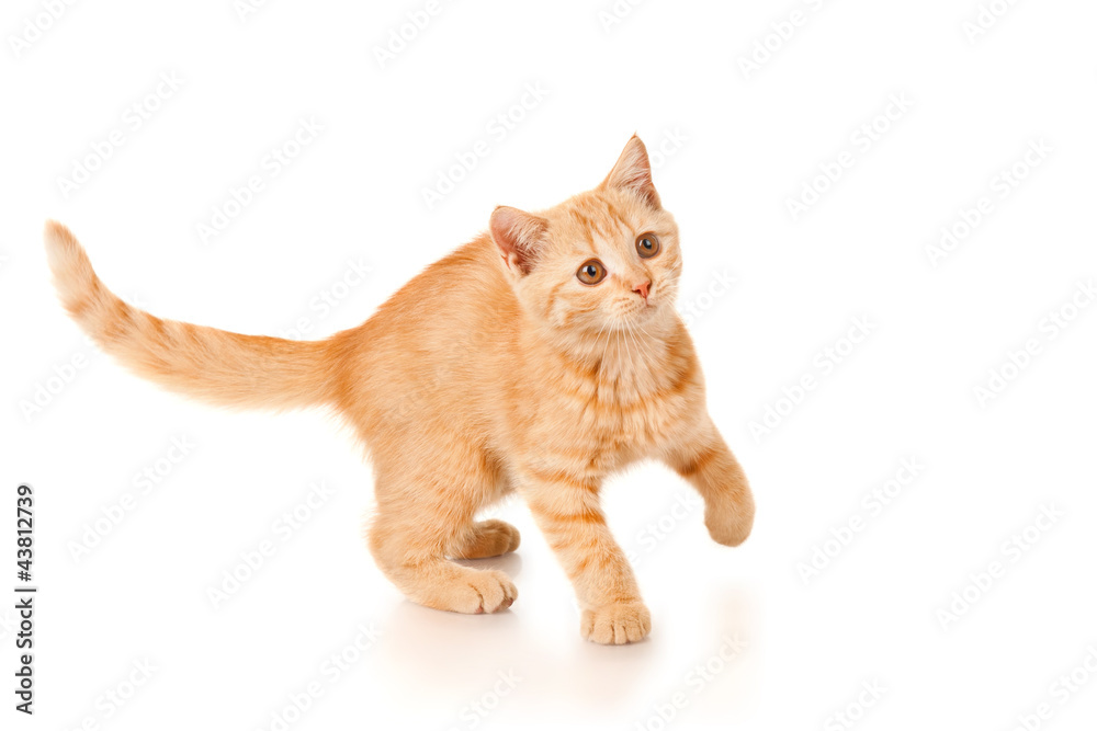 Playful kitten isolated on white Playful kitten isolated on white