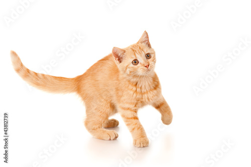 Playful kitten isolated on white