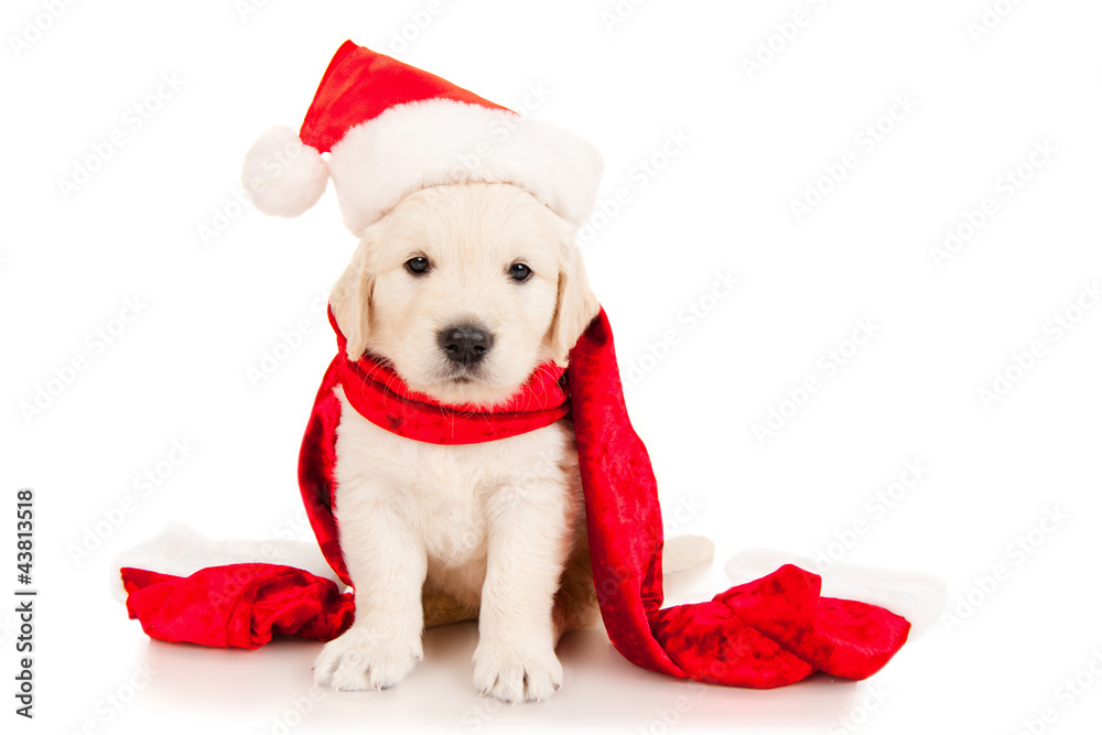 Retriever puppy in a Santa Claus hat, isolated on white
