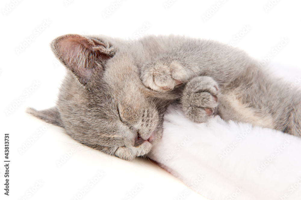 Gray British kitten sleeps Gray British kitten sleeps