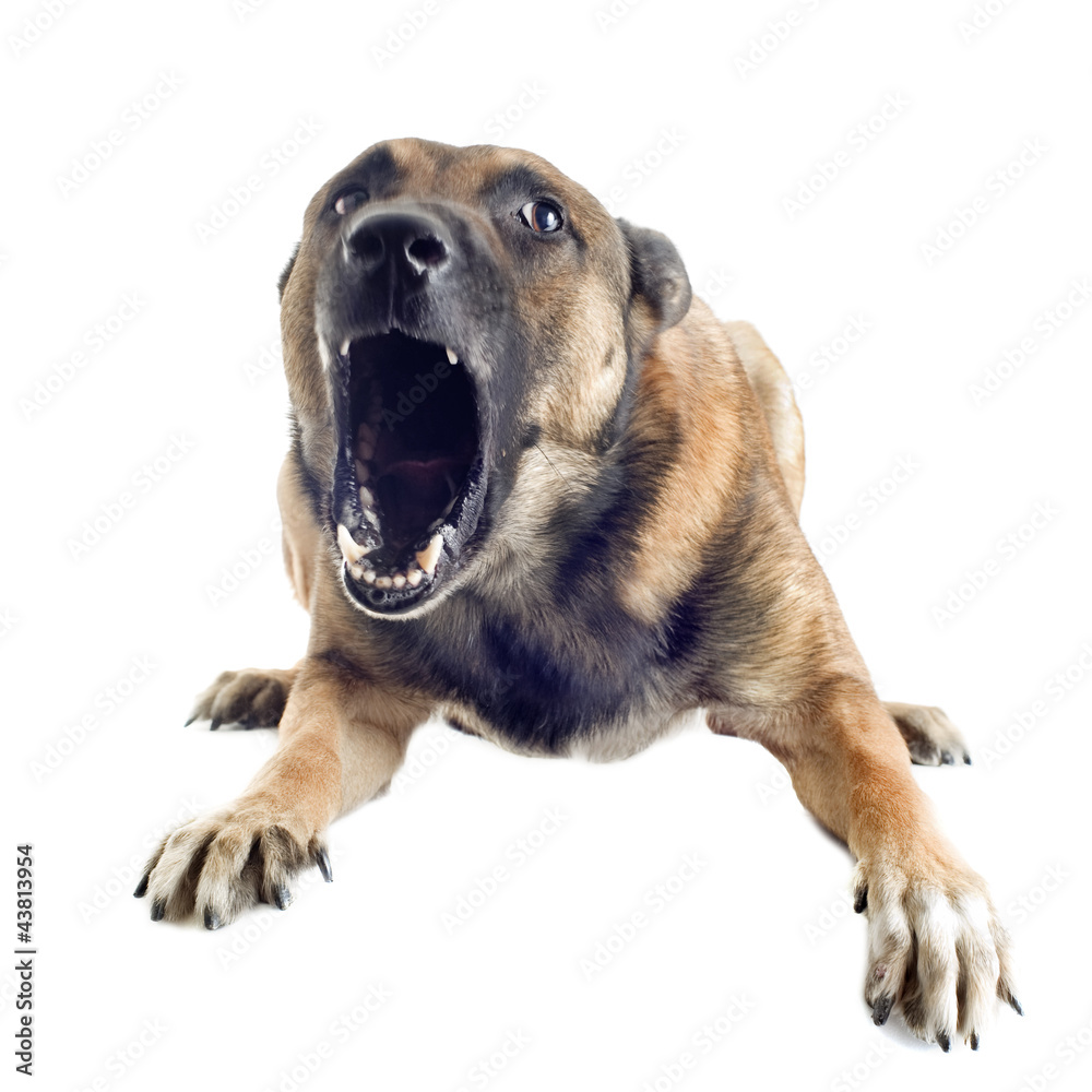 Obraz premium angry malinois