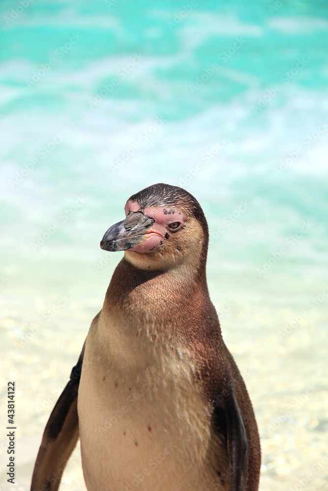 Fototapeta premium Close-up of a penguin on a tropical beach with turquoise crystal clear water background