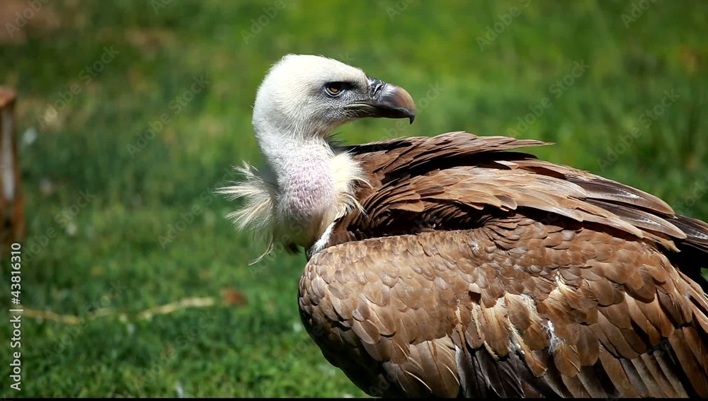 African white-backed vulture on green background African white-backed vulture on green background