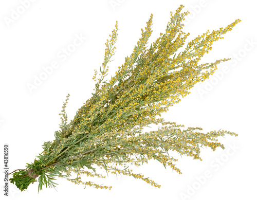 Wall Mural Medicinal plant. Sagebrush