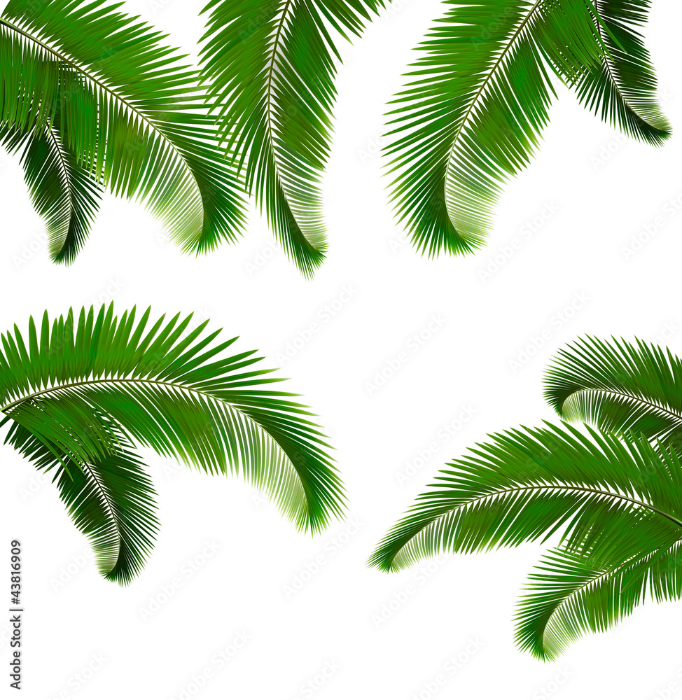 Fototapeta Set of palm leaves on white background Vector illustration