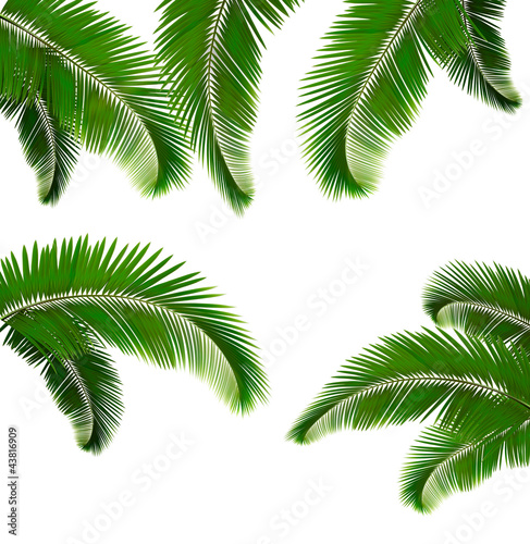 Set of palm leaves on white background  Vector illustration © ecco