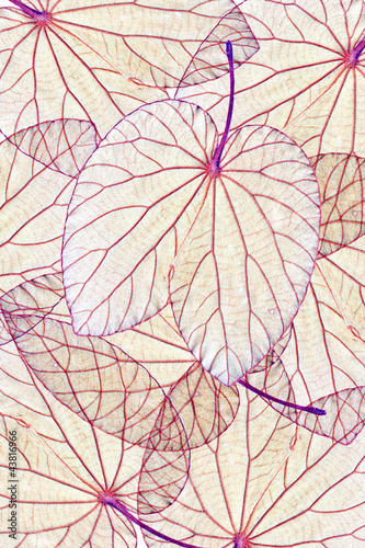 Background foliage.