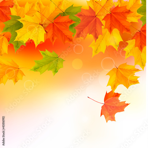 Autumn background with leaves. Back to school
