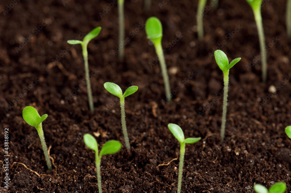 Green seedling Green seedling