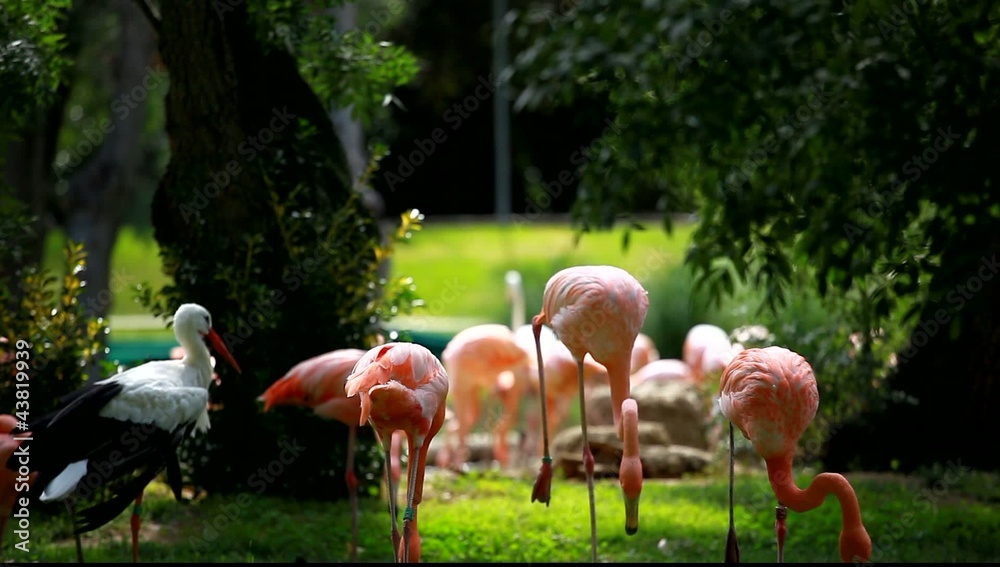 Group of American Flamingo, green nature background. Group of American Flamingo, green nature background.