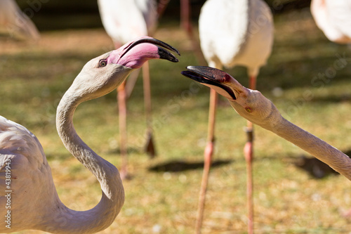 фотографія Flamingo