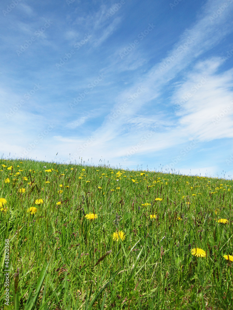 Fototapeta premium Löwenzahn Wiese im Sommer mit schönem blauem Himmel mit Wolken 1