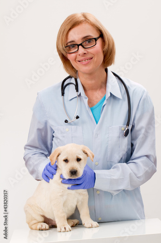 Fototapeta Naklejka Na Ścianę i Meble -  Friendly veterinary and lovely labrador puppy