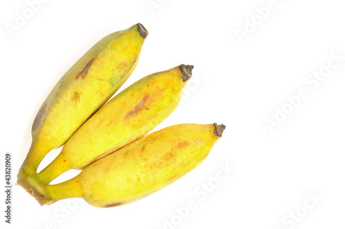 cultivated banana