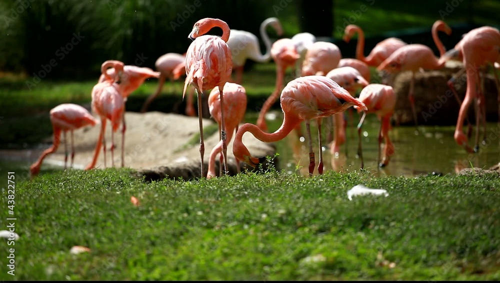 Group of American Flamingo, green nature background.