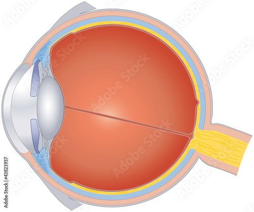 Structures of human eye. Cross section of the sense organ with all important components like lens, pupil, eye chamber, retina, optic nerve and rainbow skin. Illustration on white background. Vector.