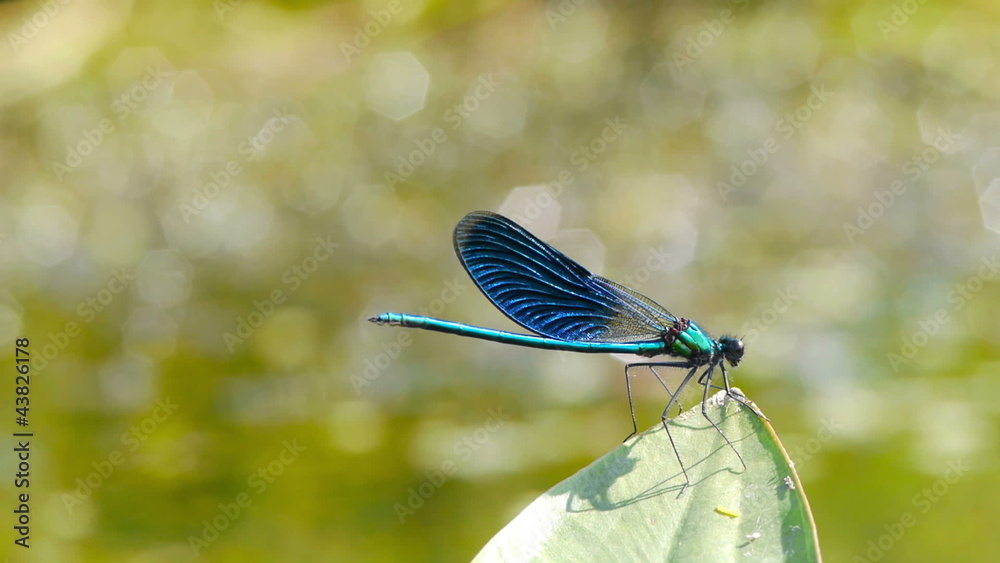 A dragonfly resting on a leave  by a pond