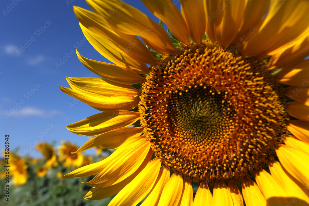 Naklejka premium girasol pensando