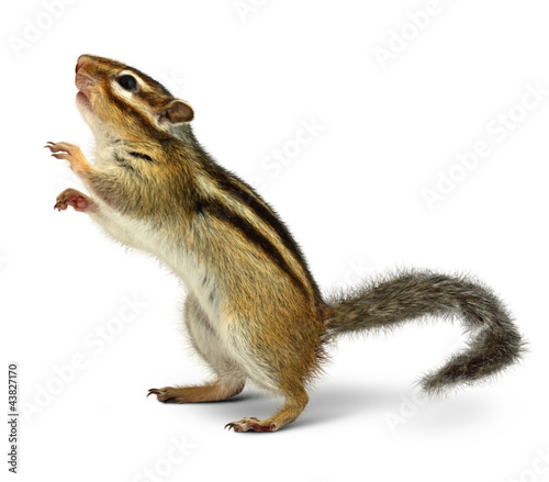 Chipmunk isolated on white