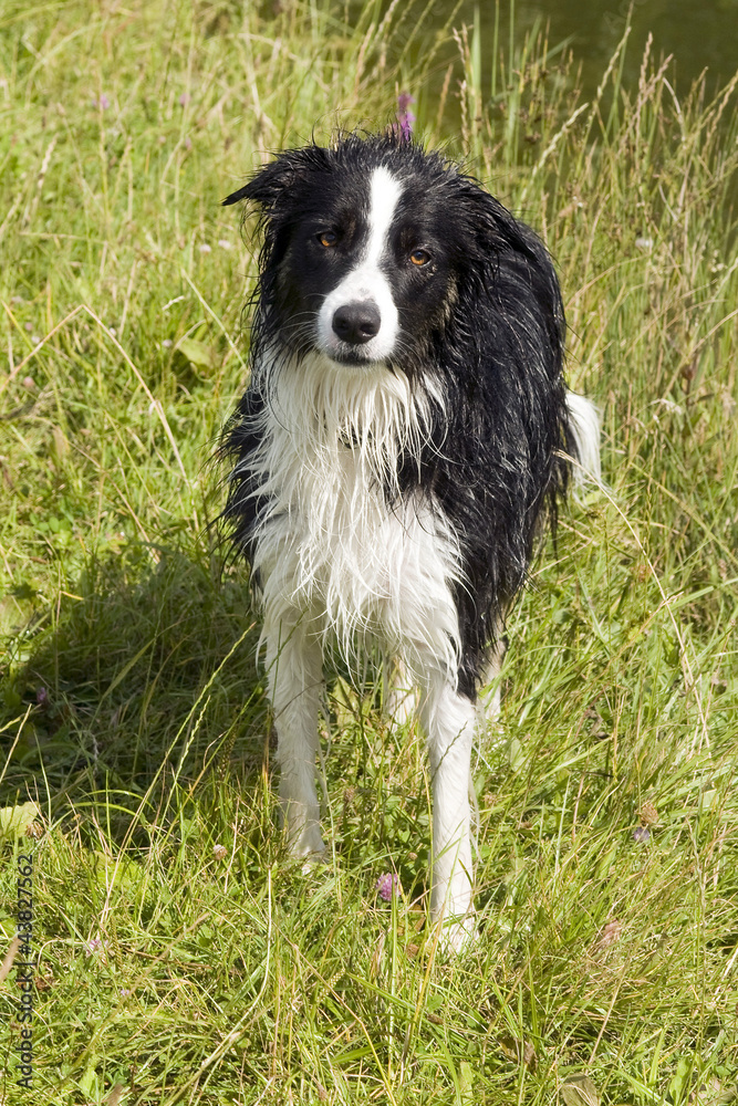 border collie