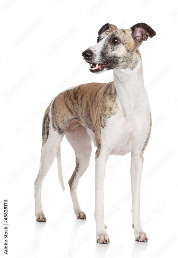 Whippet dog stand on white background Whippet dog stand on white background