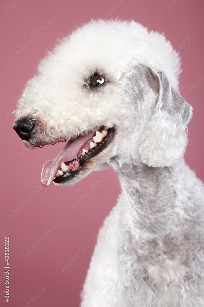 Bedlington terrier. Close-up portrait Bedlington terrier. Close-up portrait