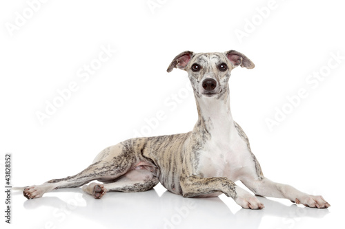 Canvas Print Whippet on white background