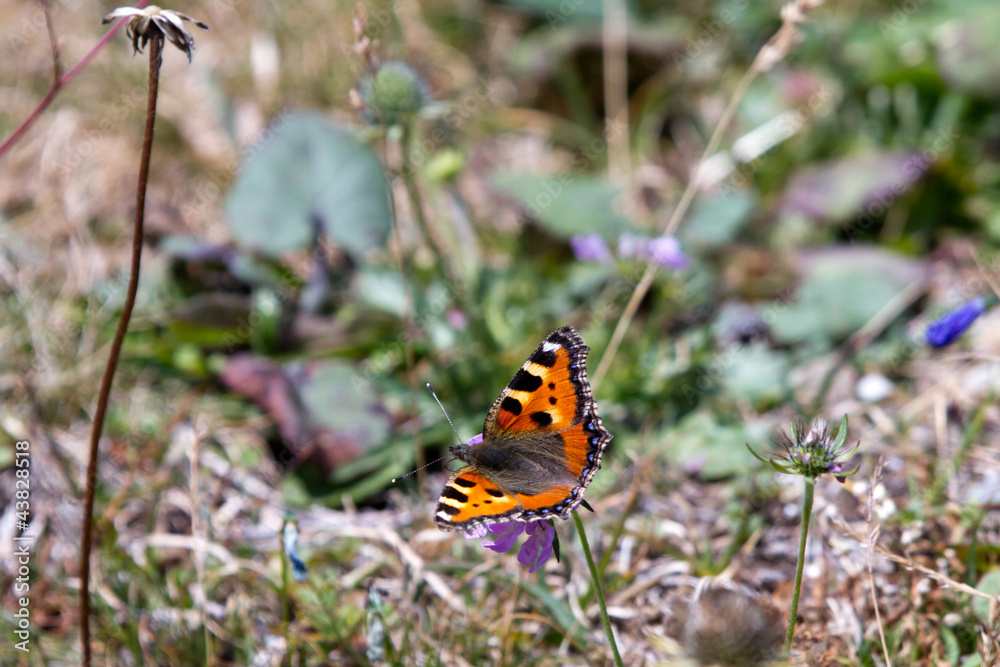 Orange, brown and golden butterfly on a purpe plant in the field Orange, brown and golden butterfly on a purpe plant in the field