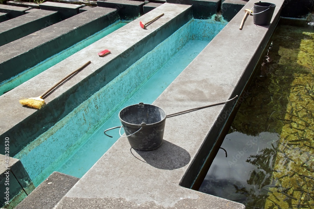 Fototapeta premium bassins de pisciculture