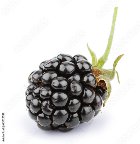 Blackberry with leaf isolated on white photo