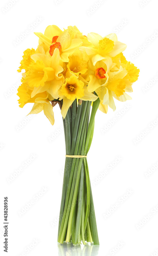 beautiful bouquet of yellow daffodils isolated on white beautiful bouquet of yellow daffodils isolated on white