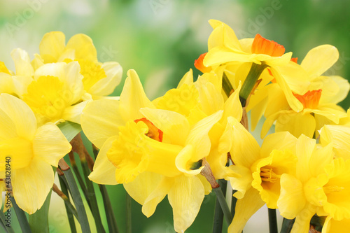 Fototapeta Naklejka Na Ścianę i Meble -  beautiful yellow daffodils  on green background
