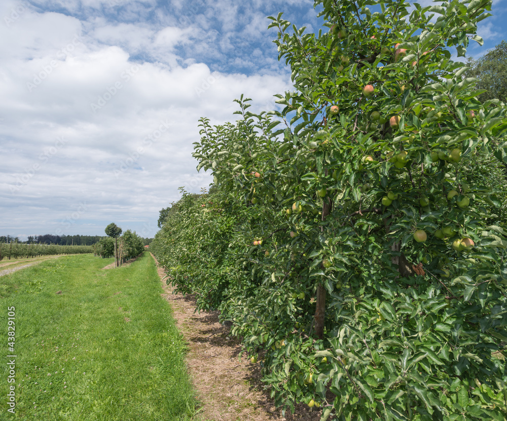 Naklejka premium Orchard with fruit trees in summer