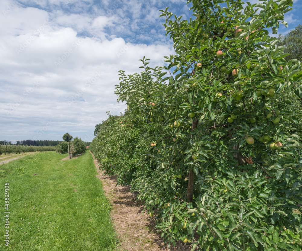 Orchard with fruit trees in summer
