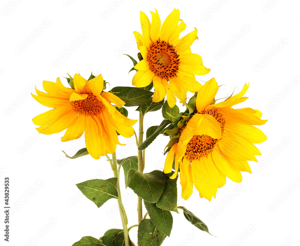 Obraz premium beautiful sunflowers, isolated on white