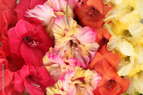 Fototapeta beautiful colorful gladioli close-up