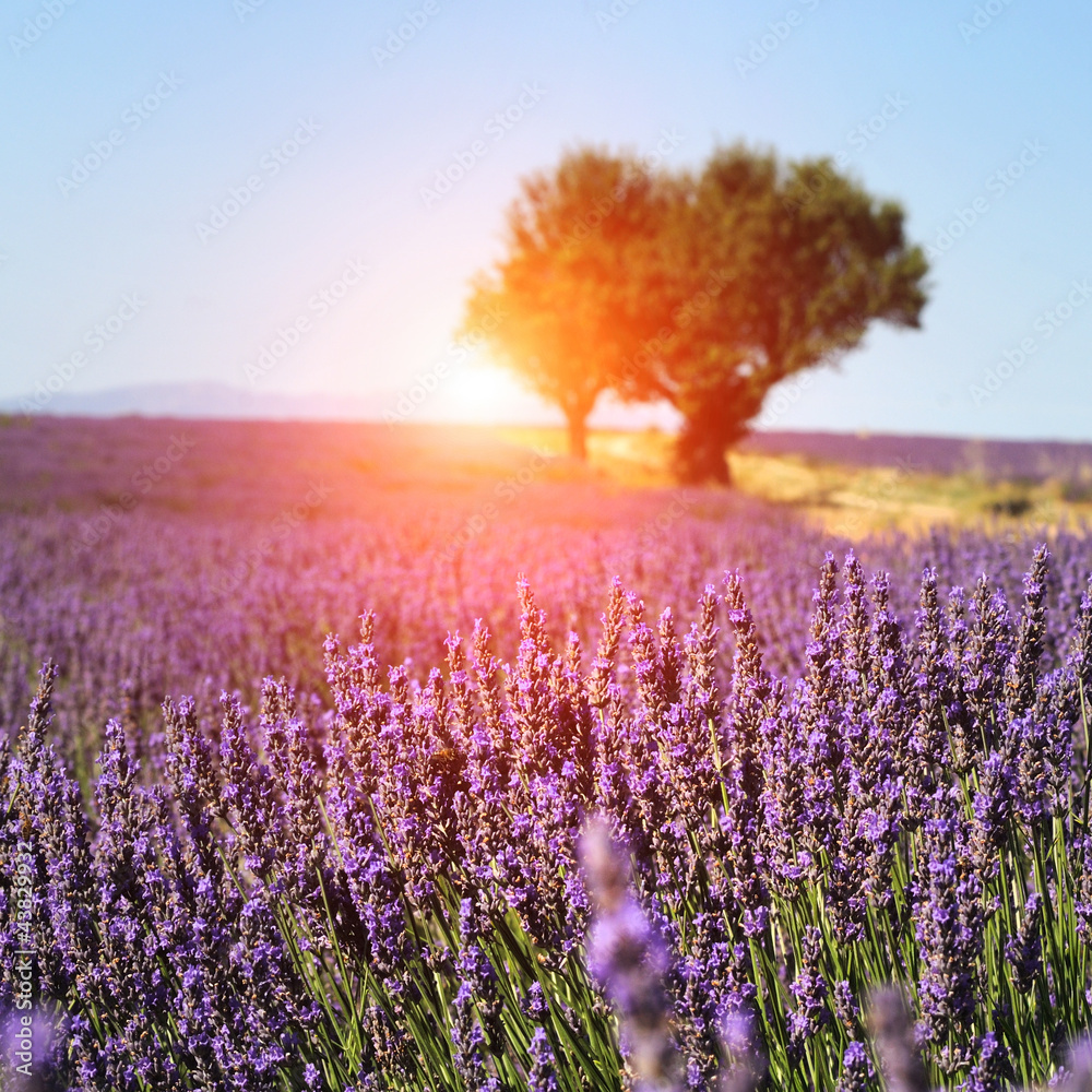 Lavender field in Provence, France - obrazy, fototapety, plakaty 