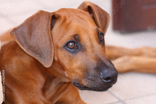 rhodesian ridgeback