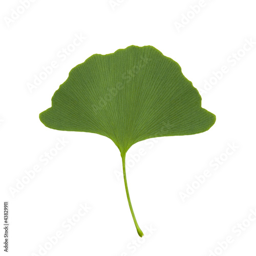 Ginkgoblatt