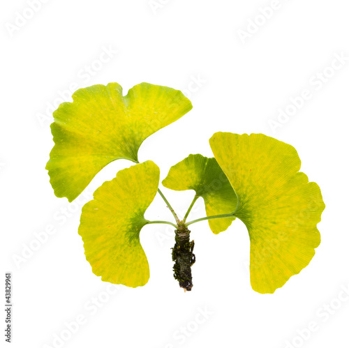 Ginkgoblätter