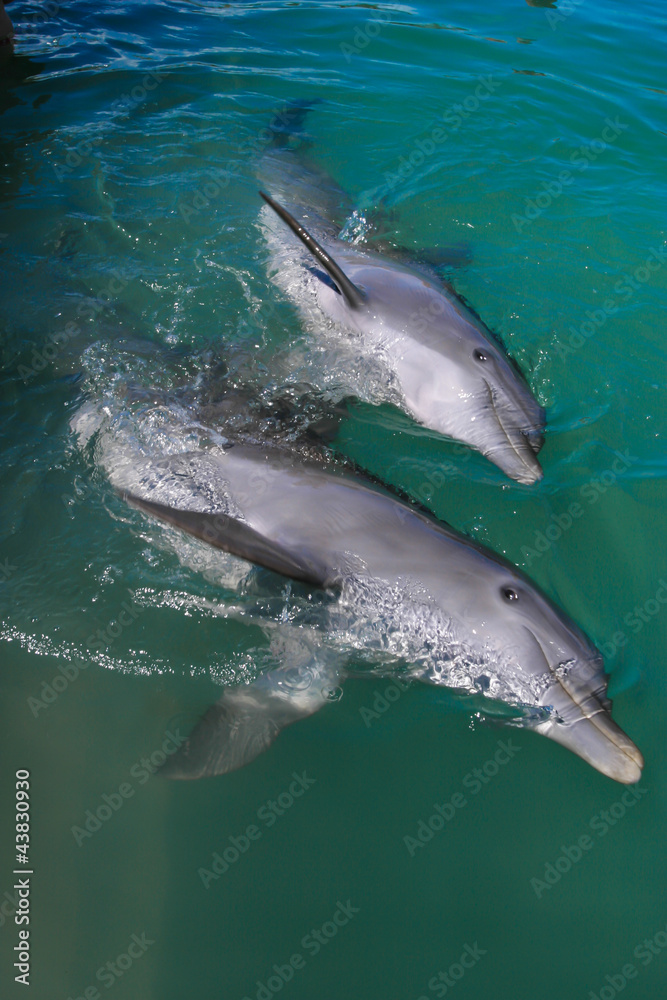 Fototapeta premium Dolphins