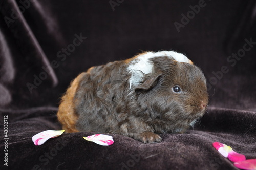 Cochon D Inde Cobaye Bebe Ch Teddy Choco Dore Et Blanc Stock Photo Adobe Stock Cochon D Inde Cobaye Bebe Ch Teddy Choco Dore Et Blanc Stock Photo Adobe Stock