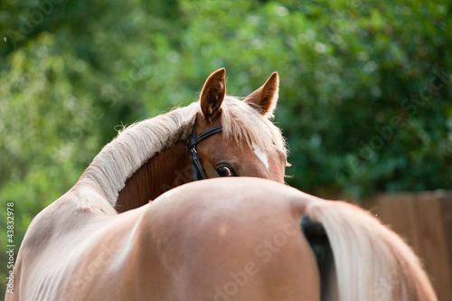 foal looking back