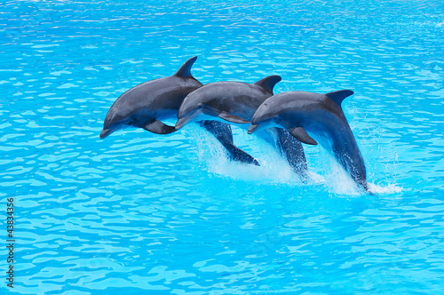 Leaping Bottlenose Dolphins, Tursiops truncatus