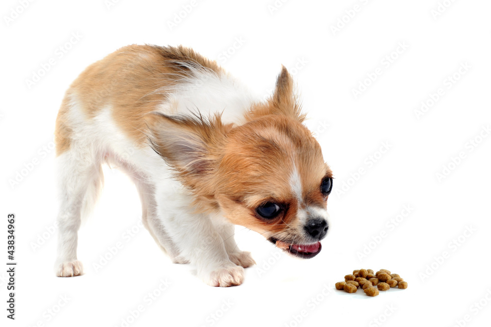 eating puppy chihuahua