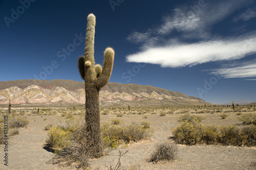 Desert cacti, Argentina